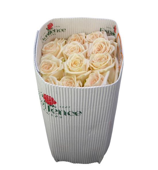 Rosa ecu soul 40 - RESOU