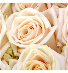 Rosa ecu soul 40 - RESOU