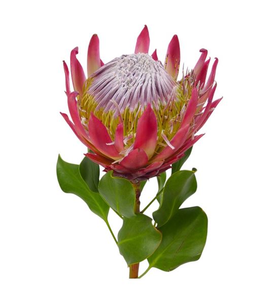 Protea red rex 60 - PROREDREX