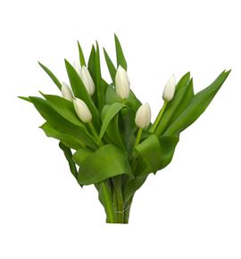 Tulipan inzell 38 - TULINZ