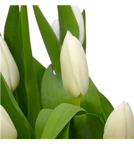 Tulipan inzell 38 - TULINZ