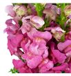 Antirrino antibes rose 75 - ANTPOTCHEROS1