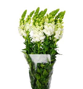 Antirrino antibes white 75 - ANTBLA