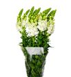 Antirrino antibes white 75 - ANTBLA