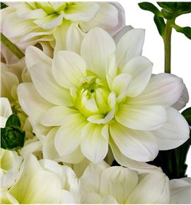 Dahlia white onesta 70 - DAHWHIONE