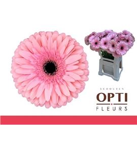 Gerbera estrella 50 x10 - GEREST5010