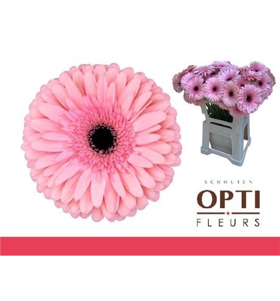Gerbera estrella 50 x10 - GEREST5010