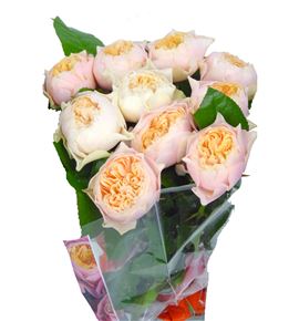 Rosa hol romance vuvuzela 60 - RGRROMVUV