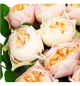 Rosa hol romance vuvuzela 60 - RGRROMVUV