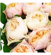 Rosa hol romance vuvuzela 60 - RGRROMVUV1