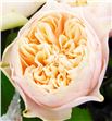 Rosa hol romance vuvuzela 60 - RGRROMVUV2