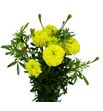 Tagetus limegreen 70 - TAGLIM