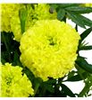 Tagetus limegreen 70 - TAGLIM1