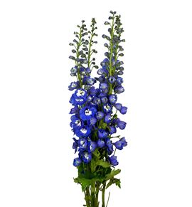 Delphinium aurora blue 80 - DELAURBLU