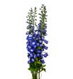 Delphinium aurora blue 80 - DELAURBLU