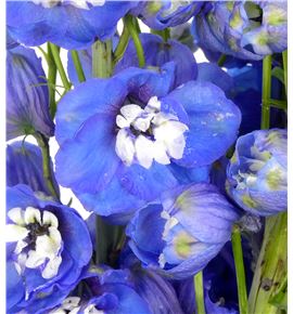 Delphinium aurora blue 80 - DELAURBLU