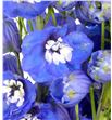 Delphinium aurora blue 80 - DELAURBLU1
