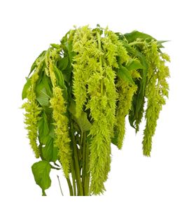 Amaranthus green spider 75 - AMAGRESPI