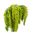 Amaranthus green spider 75 - AMAGRESPI