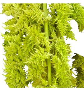 Amaranthus green spider 75 - AMAGRESPI