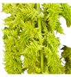 Amaranthus green spider 75 - AMAGRESPI1
