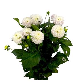 Dahlia light wizzard 60 - DAHLIGWIZ