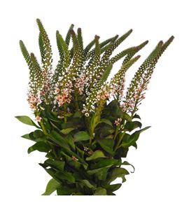 Lysimachia caramel 70 - LYSCAR