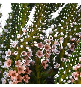 Lysimachia caramel 70 - LYSCAR