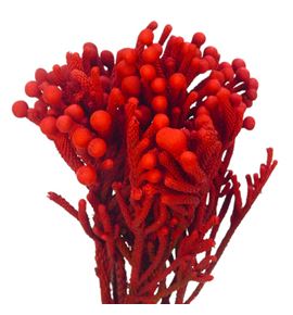 Brunia silver teñido rojo 40 - BRUSILTENROJ