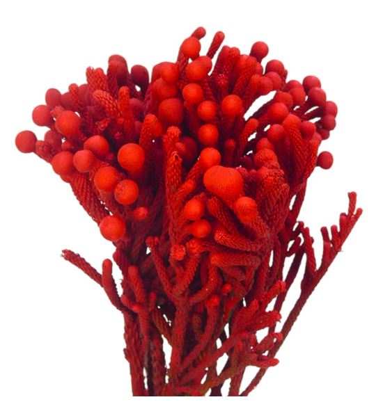 Brunia silver teñido rojo 40 - BRUSILTENROJ