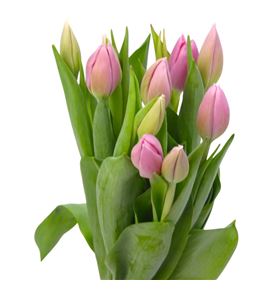 Tulipan big love 40 - TULBIGLOV