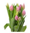 Tulipan big love 40 - TULBIGLOV