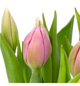 Tulipan big love 40 - TULBIGLOV