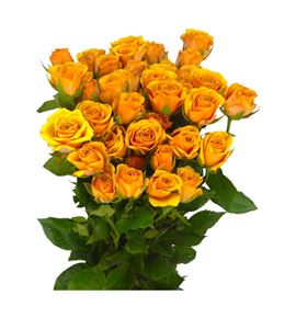 Rs ramificada saffron smile 70 - RTRSAFSMI