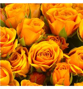 Rs ramificada saffron smile 70 - RTRSAFSMI