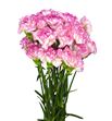 Clavel short blanco rosa - CLACOLBLAROS