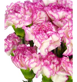 Clavel short blanco rosa - CLACOLBLAROS