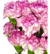 Clavel short blanco rosa - CLACOLBLAROS1