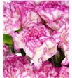 Clavel short blanco rosa - CLACOLBLAROS2