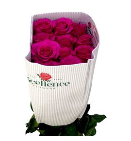 Rosa ecu ros-tina 60 - REROSTIN