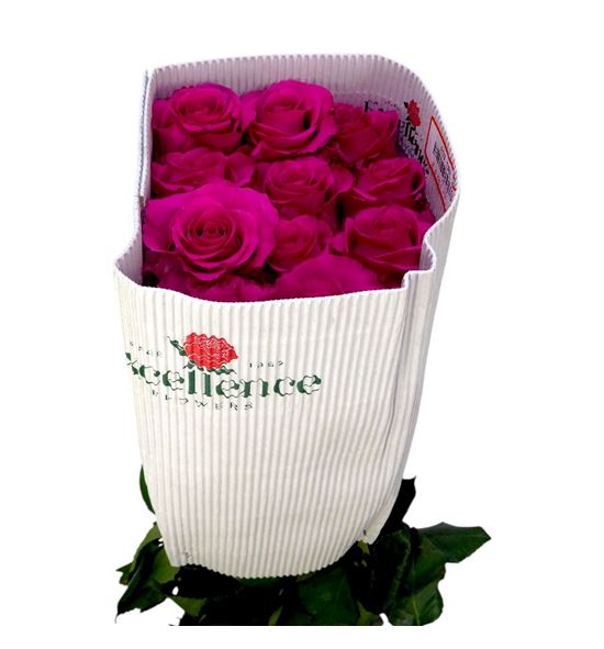 Rosa ecu ros-tina 60 - REROSTIN