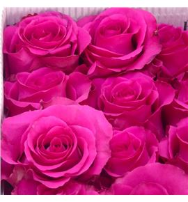 Rosa ecu ros-tina 60 - REROSTIN