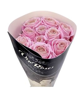 Rosa hol rebellion sweet 70 - RGRREBSWE