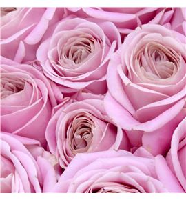 Rosa hol rebellion sweet 70 - RGRREBSWE