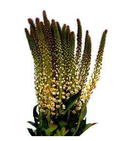 Lysimachia teñido orange 70 - LYSTENORA