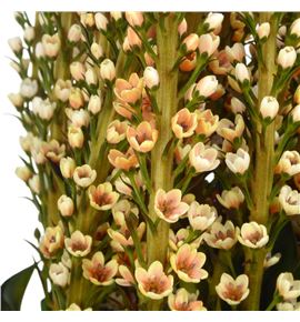 Lysimachia teñido orange 70 - LYSTENORA