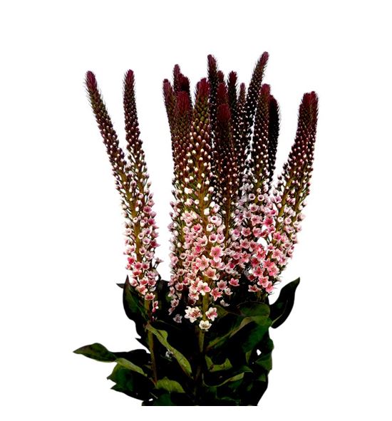 Lysimachia teñido red 70 - LYSTENRED