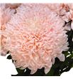 Cr tutu peach 70 - CRGTUTPEA1
