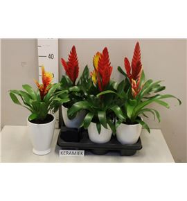 Pl. bromelia mixta 45cm x6 - BROMIX61245