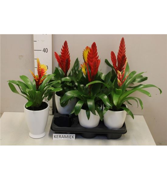 Pl. bromelia mixta 45cm x6 - BROMIX61245